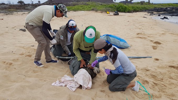 En Galápagos liberan a dos lobos marinos de basura atada a sus cuerpos