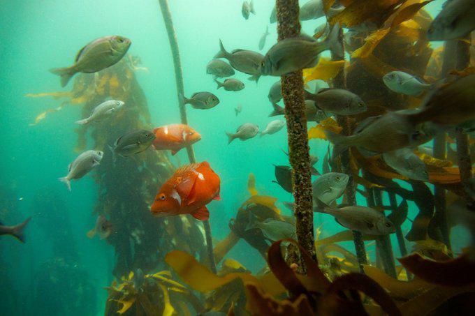 $!Miles de especies marinas viviendo entre bosques de quelpo de la bahía de False, ubicada en Sudáfrica.