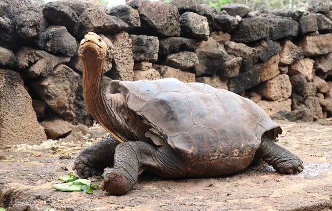 Diego, la tortuga que tuvo 800 crías y ayudó a salvar su especie en Galápagos