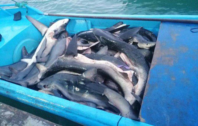 La Asamblea se hizo ‘de la vista gorda’ sobre pesca incidental de tiburones