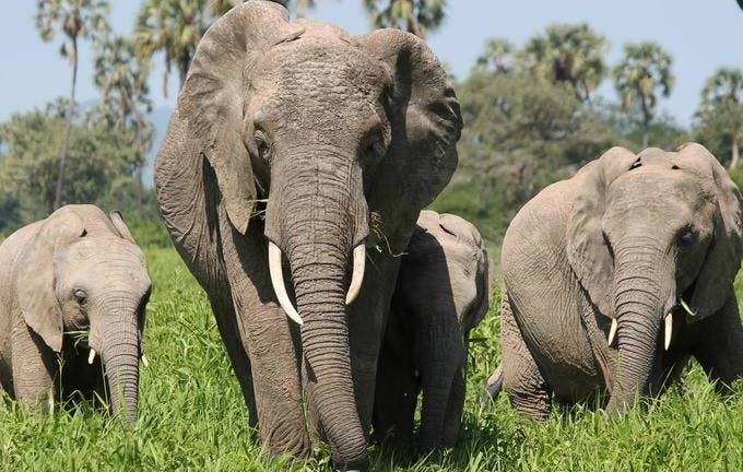 Capturan al asesino de miles de elefantes en África