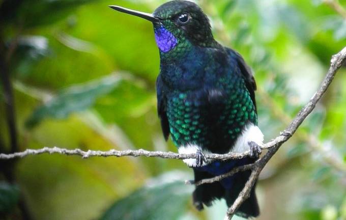 Bosque ampara a diminuta ave en peligro en Ecuador