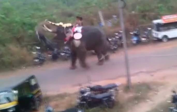La ira de un elefante causa pánico en India