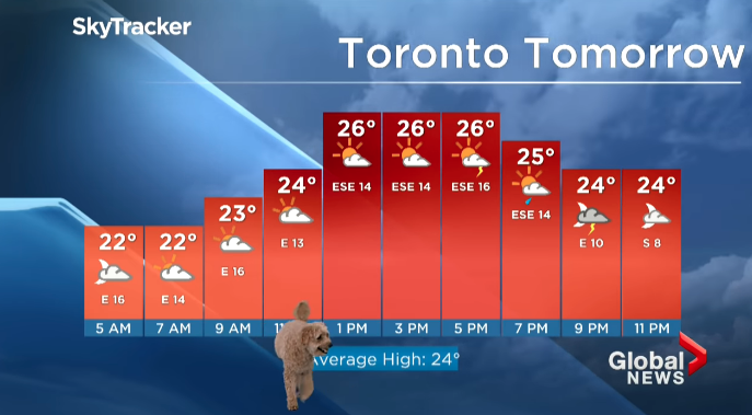 Un perro se cuela en la información meteorológica de una cadena de televisión de Canadá