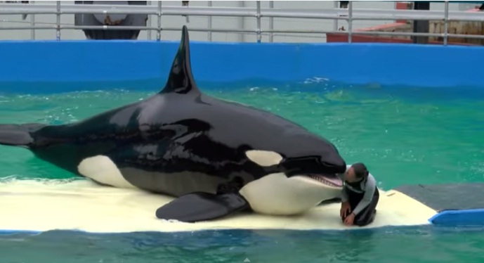 Piden que liberen a Lolita, una orca del acuario de Miami en peligro de extinción