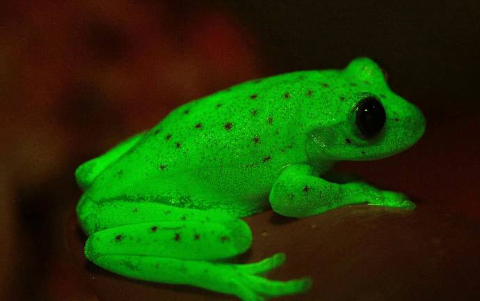 Así es la &quot;espectacular&quot; rana de lluvia ecuatoriana