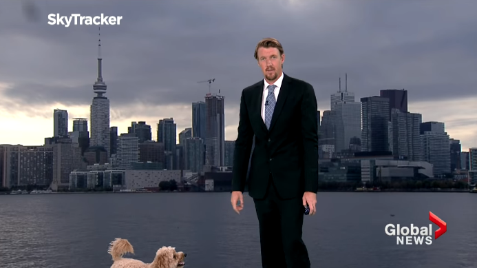 $!El inusual debut en la TV de un perro durante un reporte meteorológico