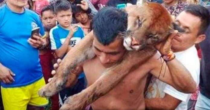 Ministerio ecuatoriano denuncia ante la Fiscalía la cacería de un puma