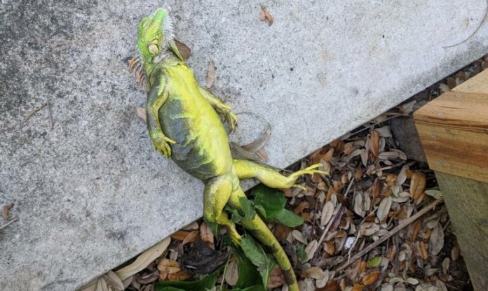 Llueven iguanas congeladas en Florida