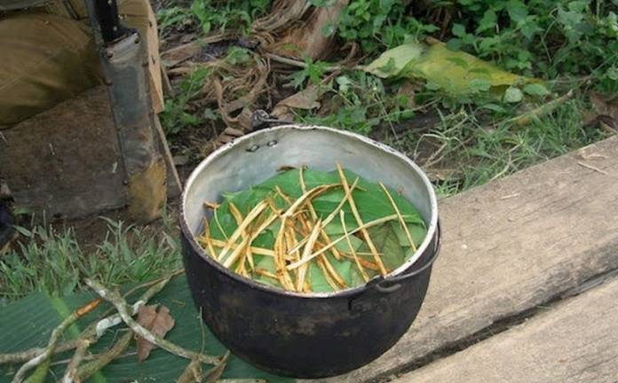 La ayahuasca estimula la formación de nuevas neuronas, según estudio
