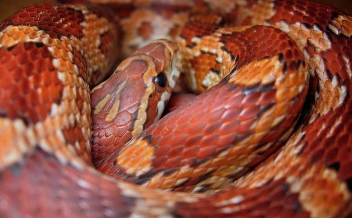 Científicos acaban de revelar el origen del color de la piel gracias a una serpiente
