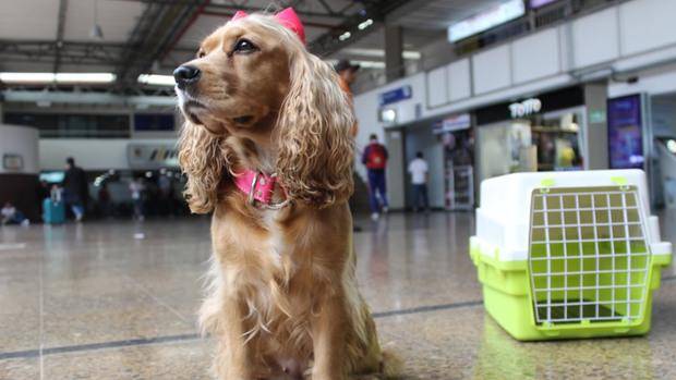 Agrocalidad informa sobre un nuevo requisitos para la salida de mascotas a otros países.