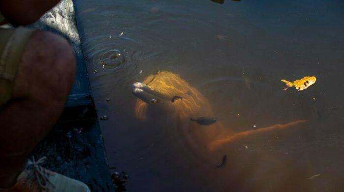 Lo cazan para atraer el amor, pero una comunidad de Ecuador protege a delfín rosado