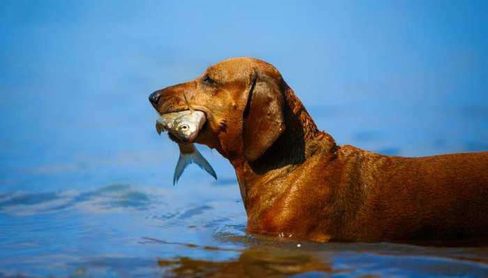 $!Conoce la importancia del pescado en la alimentación de tu mascota