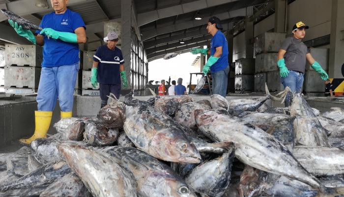 WWF pide al Gobierno de Ecuador tomar acciones para conservar especies de atún