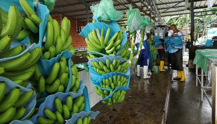 Bananeros de Ecuador piden auxilio ante colapso de ventas a Rusia y Ucrania