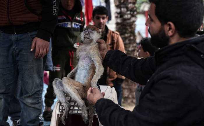 Los animales también sufren por la guerra en Gaza: especies de zoológico mueren de desnutrición