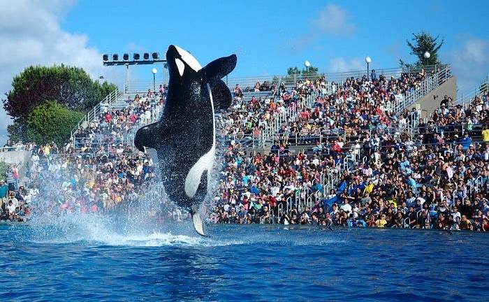 SeaWorld se reestructura, con pérdida de unos 300 puestos de trabajo