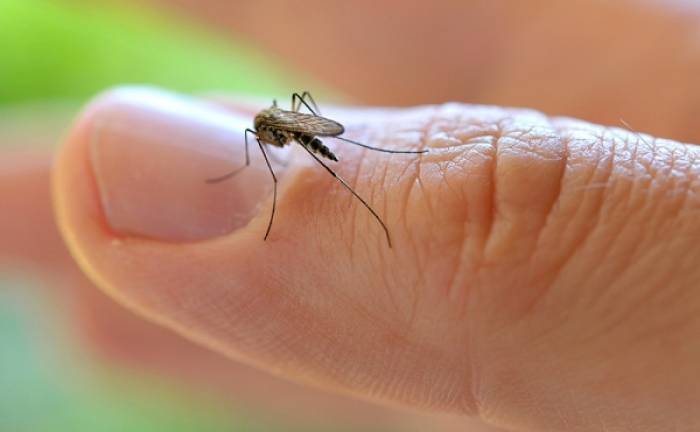 Mutación genética del zika puede causar microcefalia fetal