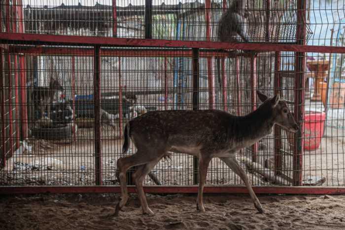 $!Ciervo del zoológico de Rafah