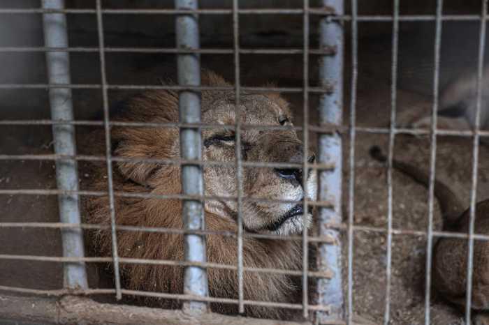 $!León dormido por falta de alimento
