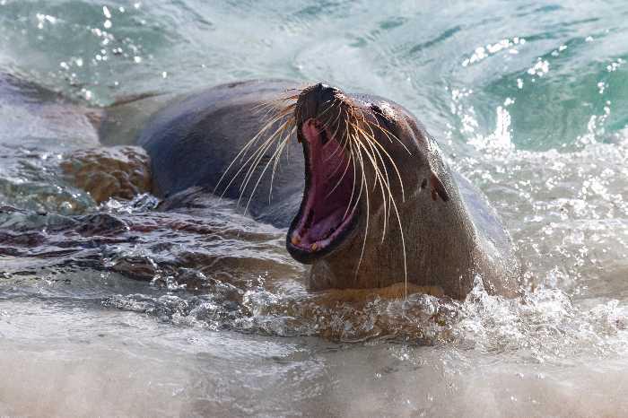 $!Según expertos la pirotecnia puede causar una estampida de lobos marinos en Galápagos.