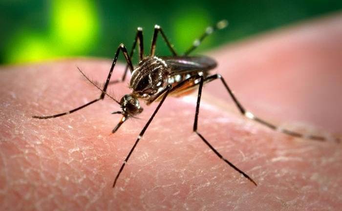 Brasil registra 1,5 millones de casos de dengue en lo que va del año