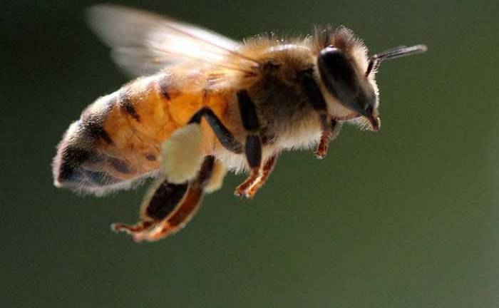 Así afecta la contaminación a las abejas, piezas clave en el mantenimiento de la biodiversidad
