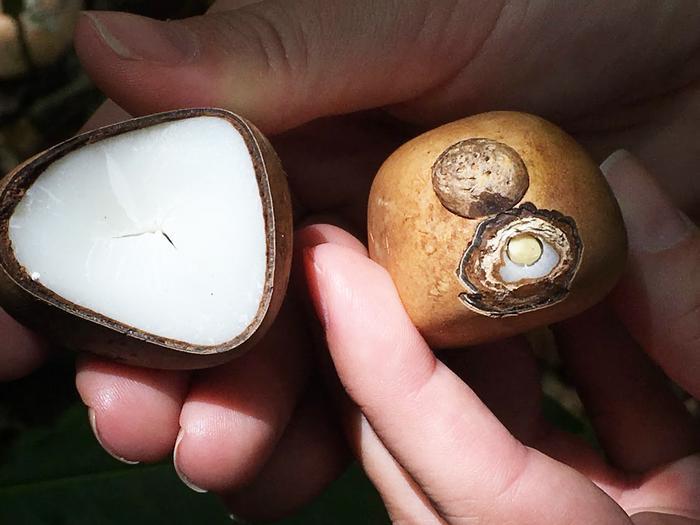 $!En 2003, la palmera de Marfil o tagua se integró en la Lista Roja de Especies Amenazadas de la Unión Internacional para la Conservación de la Naturaleza (UICN).
