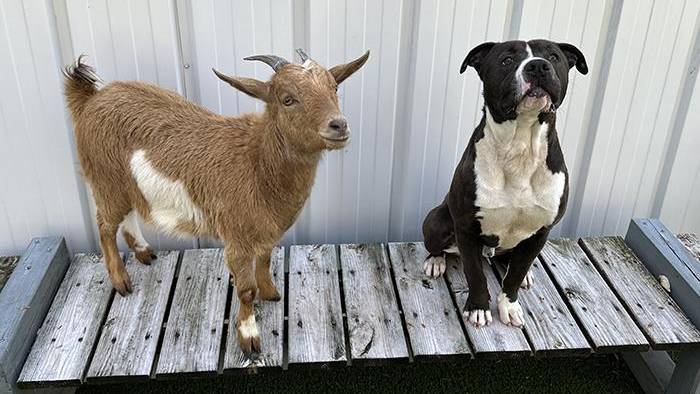 Una cabra y un perro se convirtieron en mejores amigos y tuvieron que ser adoptados juntos