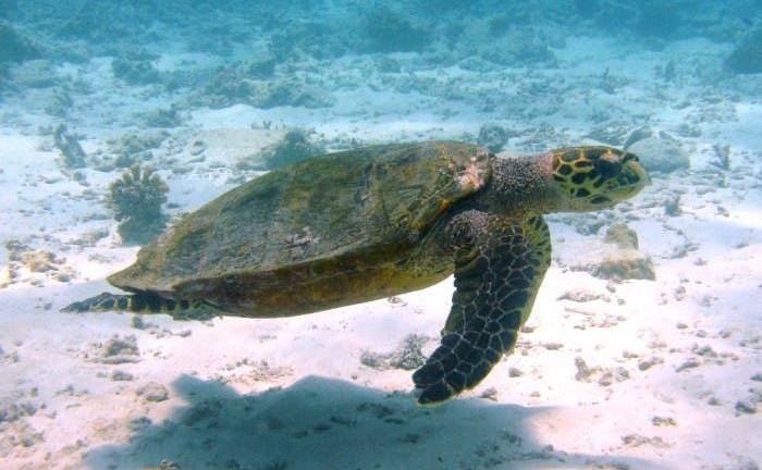 Hasta un millón de especies marinas son todavía un misterio para la Ciencia