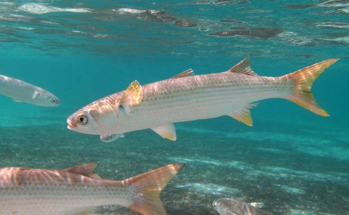 Hasta un millón de especies marinas son todavía un misterio para la Ciencia