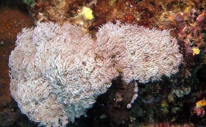 Hasta un millón de especies marinas son todavía un misterio para la Ciencia