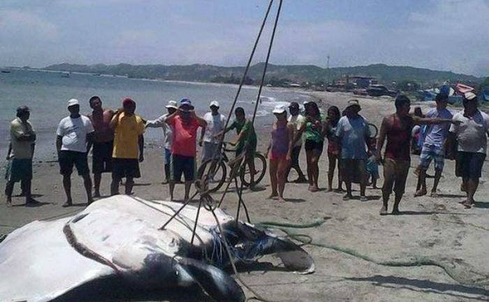 Una mantarraya de unos 1.000 kilos fue capturada en el norte de Perú