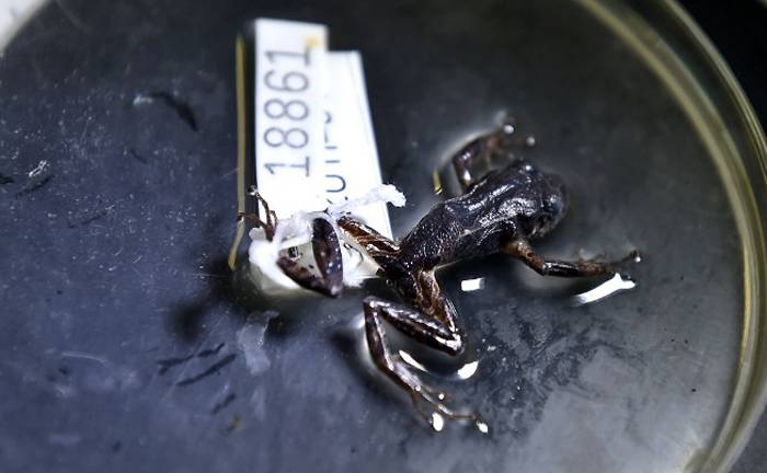 Pristimantis mutabilis, la rana "Transformer" de los bosques de Ecuador