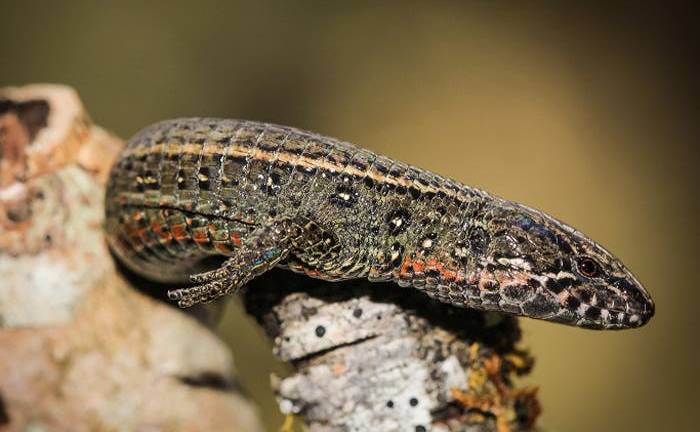 Descubren una nueva especie de lagartija en Machu Picchu