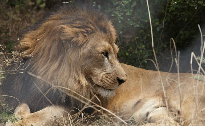 El león abisinio amenazado por la destrucción de su hábitat en Etiopía