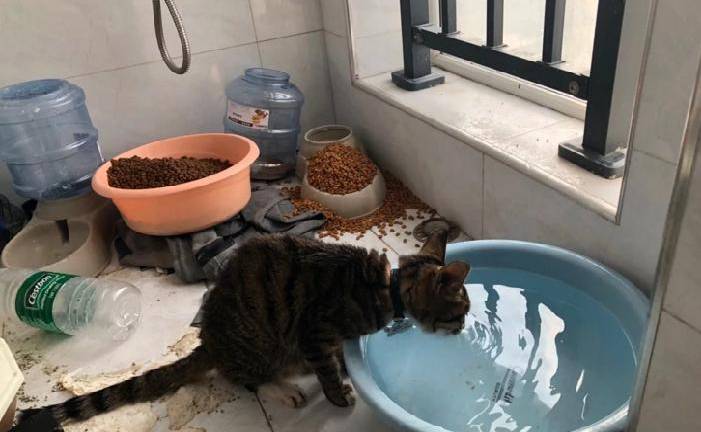 Perros y gatos abandonados, las otras víctimas del coronavirus