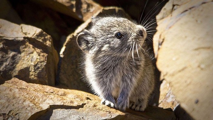 Primer animal extinto a causa del cambio climático