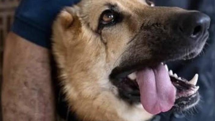 Policía de Hungría adopta a un perro que fue herido en la guerra de Ucrania