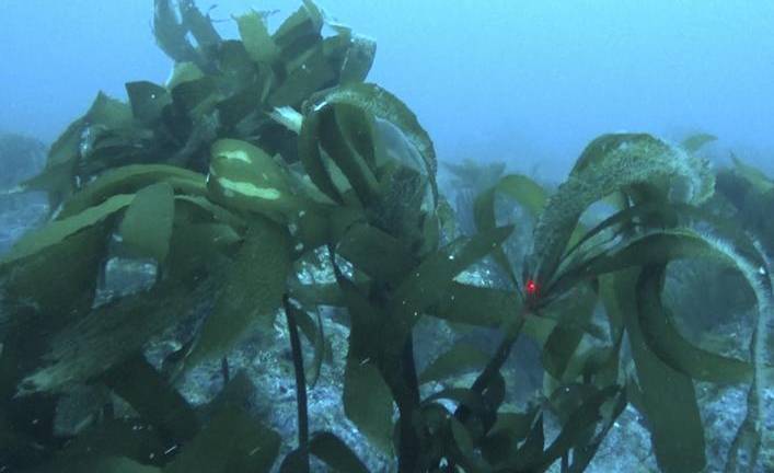 Descubren en Galápagos un bosque de quelpos: las algas gigantes del océano