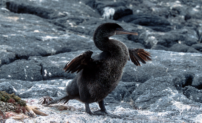 Cormorán de Galápagos podría ayudar a tratar trastornos óseos
