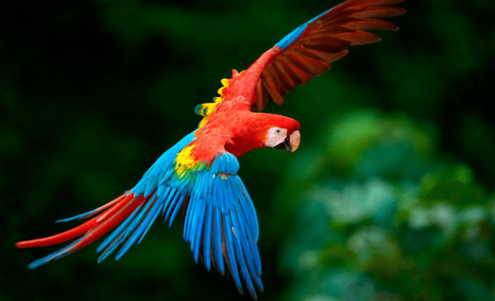 Por primera vez en un siglo nacen crías de Guacamayo rojo en Argentina