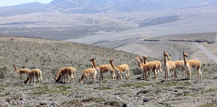 Ecuador realiza ritual ancestral de la vicuña