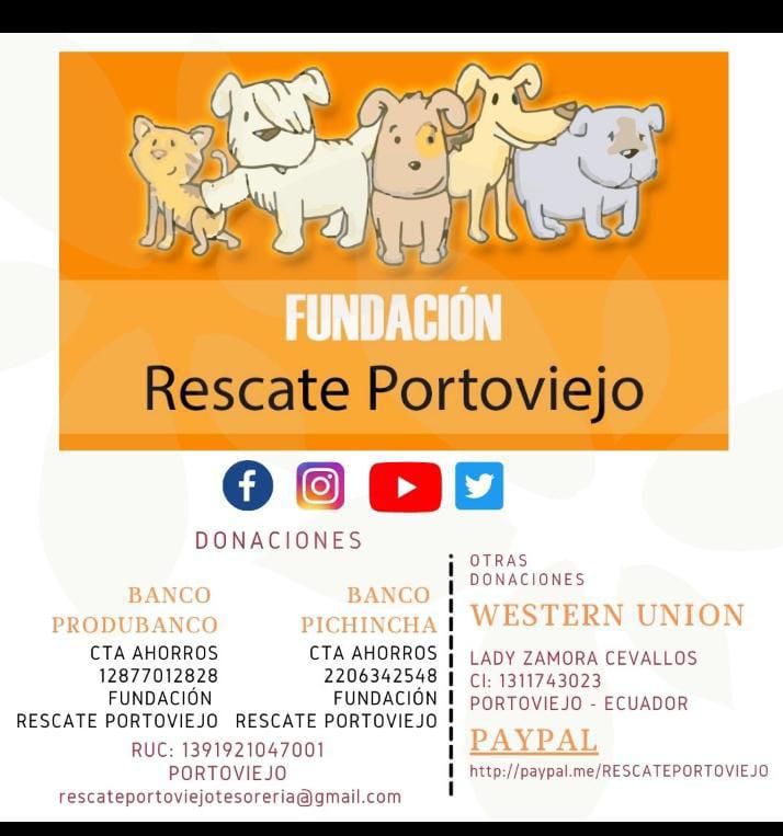 $!Atropellados, encadenados, olvidados... Los héroes que rescatan perros y gatos en Portoviejo