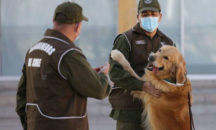 20 golden retriever son salvados de carnicería en China y llegan a Florida