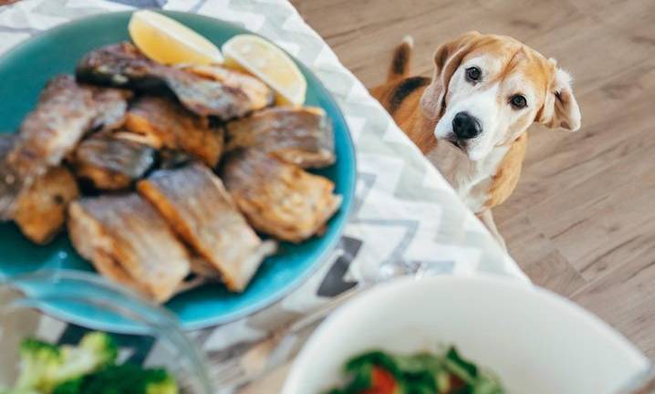 Conoce la importancia del pescado en la alimentación de tu mascota
