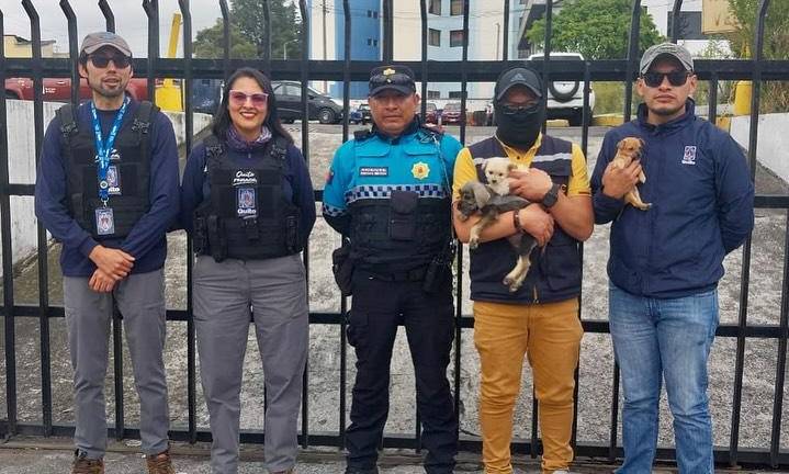 En Quito, rescatan siete cachorros en operativos contra la venta ilegal de animales