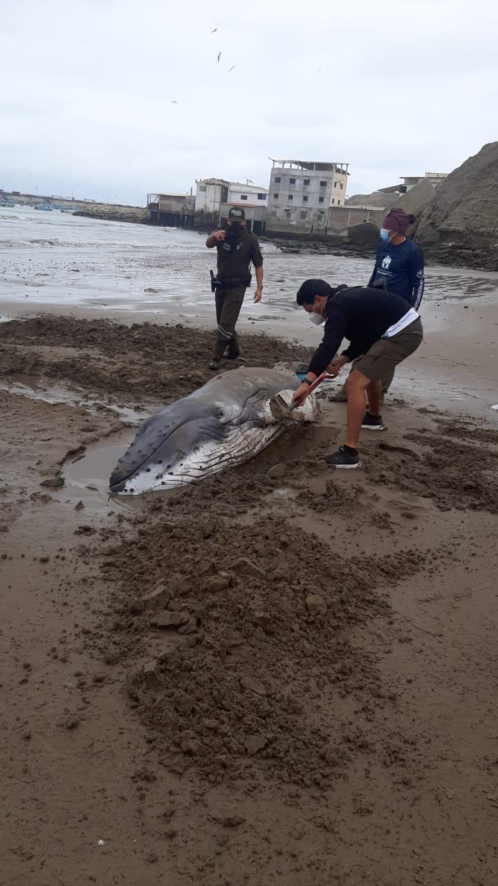 $!Cría de ballena jorobada fue hallada varada en costas de Santa Elena