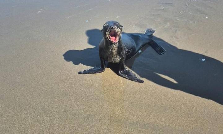 Lobos marinos de Galápagos aparecen en Atacames, Same y Las Palmas, en Esmeraldas.